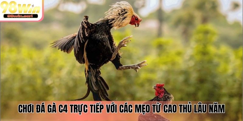 Chơi đá gà C4 trực tiếp với các mẹo từ cao thủ lâu năm
