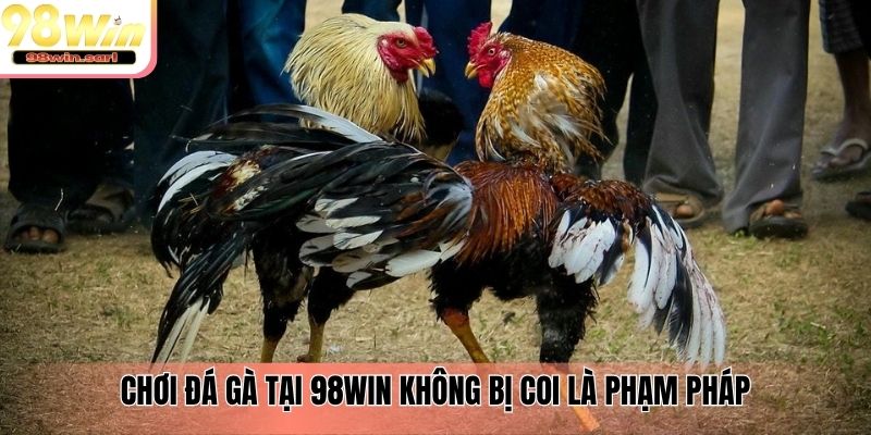 Chơi đá gà tại 98win không bị coi là phạm pháp
