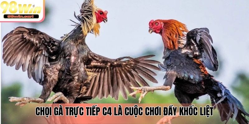 Chọi gà trực tiếp C4 là cuộc chơi đầy khốc liệt