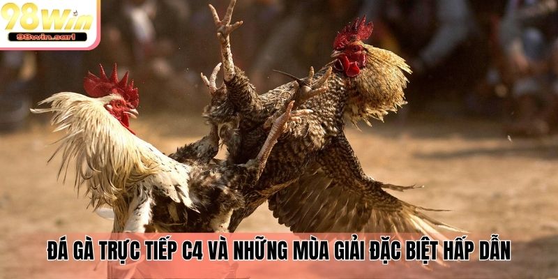 Đá gà trực tiếp C4 và những mùa giải đặc biệt hấp dẫn