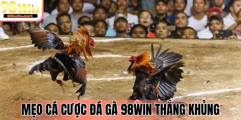 Mẹo cá cược đá gà 98Win thắng khủng